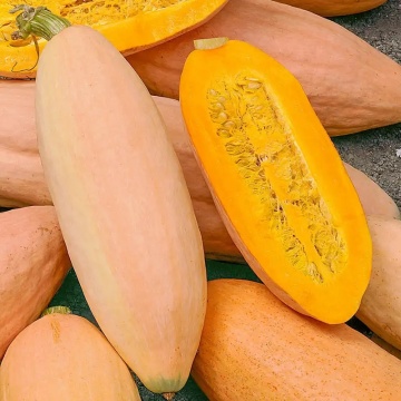 Pink Banana Jumbo (2 gr) seminte dovleac foarte dulce, alungit, randament mare, Seklos