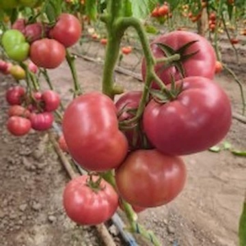 Pink Lord F1 (500 seminte) rosii roz tip beef semitimpurii nedeterminate mari, gust traditional, Nongwoo Bio