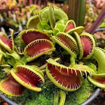 Planta Carnivora - Venus Fly Trap (10 seminte) Dionaea muscipula, frunze mobile, capcane de insecte, Saflax - Img 3