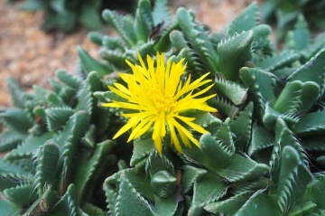 Planta suculenta Falci de Tigru (40 seminte) Tiger Jaw - Faucaria tigrina, frunze carnoase cu spini moi, Saflax - Img 3