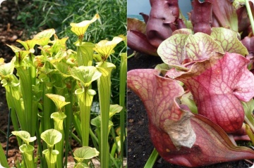Plante Carnivore mix - Pitcher Plant (10 seminte) Sarracenia flava / S. purpurea, forma de ulcior, culori galben verzui si rosie, Saflax - Img 8