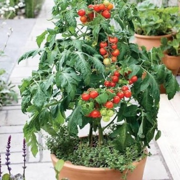 PO1130 F1 (100 seminte) rosii cherry de ghiveci, semitimpurii determinate, La Semiorto Sementi