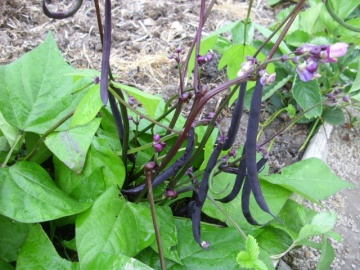 Purple Teepee (30 gr) seminte fasole pitica, pastai mov cilindrice, recolte mari, Toraf - Img 2