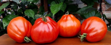 Red Pear (150 seminte) tomate in forma de para soi italian traditional tip Beef, SSB - Img 5