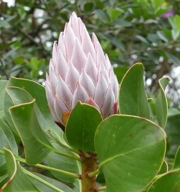Regele Protea (5 seminte) Giant King Protea - Protea cynaroides, flori extrem de mari, exotice, Saflax - Img 7