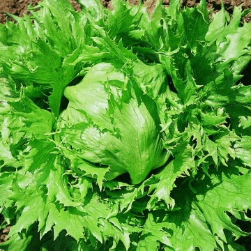 Regina dei Ghiacci - Icequeen (700 seminte) salata tip Iceberg, frunze ascutite, randament mare, Seklos