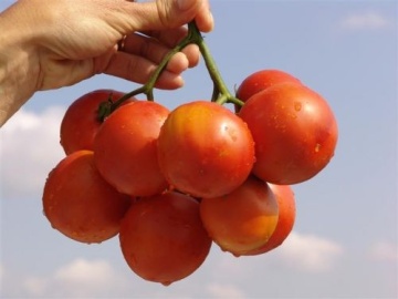 Roker (1500 seminte) tomate pentru camp soi sarbesc, Superior Seeds - Img 2