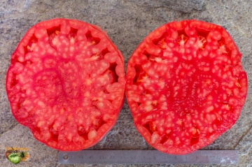 Rosa di Sorrento (60 seminte) rosii mari tip gigant Beefsteak, gustoase, ChemyFarm - Img 7