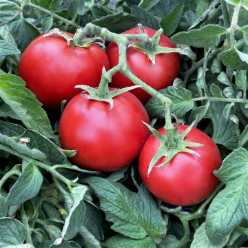 Rosii Bio Ace 55 VF (60 seminte), tomate eco mediu-timpurii, Seklos - Img 3