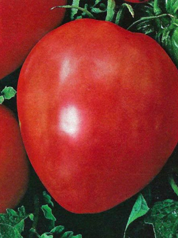 Rosii Inima de Bou Rosu (60 seminte) tomate soi rustic fructe mari, semideterminate, Agrosem - Img 1