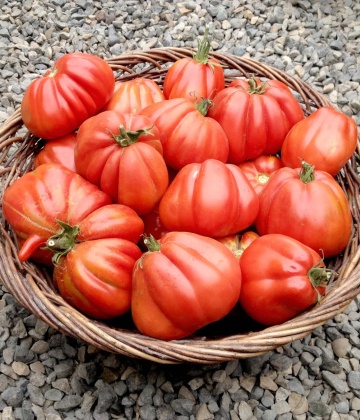 Rosii Pearson sel d'Albenga (90 seminte), tomate cu fructe mari in forma de para tip Albenga tip Beef, Prima Sementi - Img 5