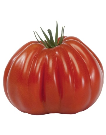 Rosii Pearson sel d'Albenga (90 seminte), tomate cu fructe mari in forma de para tip Albenga tip Beef, Prima Sementi
