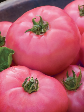 Rosii Roz (90 seminte) tomate roz, soi semitimpuriu, gust deosebit, Agrosem - Img 1