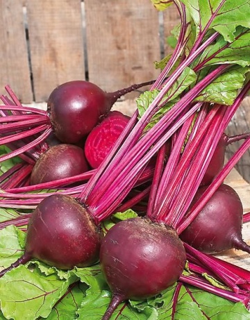 Rote Kugel 2 (80 gr) seminte sfecla timpurie, rosu inchis, coaja neteda ferma, Seklos - Img 2