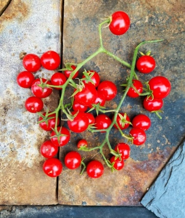 Rote Murmel (10 seminte) rosii tip cherry, fructe mici foarte dulci, Kiepenkerl - Img 3
