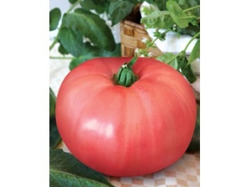 Rozamax Tomate Roz (90 seminte) rosii gigant roz, soi semitimpuriu nedeterminat, Florian - Img 2