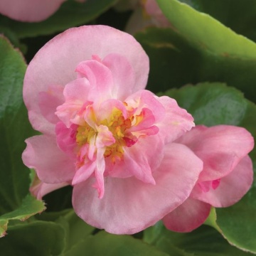 Rozine Feja F1 (30 seminte) Begonia semperflorens hybrid flori bogate roz, Sekluva - Img 2