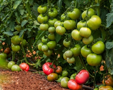 Rozov Gigant (60 seminte) tomate roz soi gigant clasic bulgaresc, gust si aroma deosebite tip Beef, ChemyFarm - Img 3