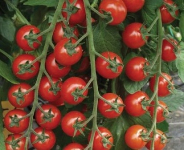Sakura F1 (250 seminte) rosii cu fructe extrem de dulci si aromate ce prezinta toleranta la crapare si formeaza ciorchini de peste 20 de fructe, Enza Zaden
