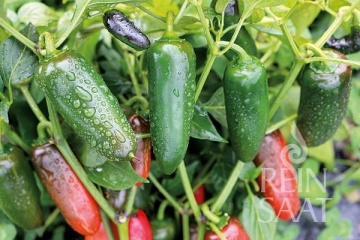 Santiago BIO (25 seminte) ardei iute Jalapeno cu pulpa groasa, iuteala usoara, ReinSaat - Img 2
