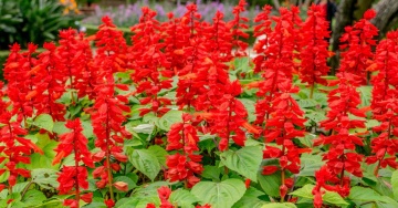 Scarlet Piccolo (90 seminte) Salvia splendens pitica, flori rosu aprins, Seklos - Img 2