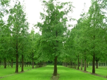 Sequoia Zorilor (60 seminte) Dawn Redwood - Metasequoia glyptostroboides, arbore pe cale de disparitie, preistoric, Saflax - Img 6