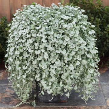 Silver Falls (6 seminte) Dichondra curgatoare, frunze decorative, argintii, Seklos - Img 5