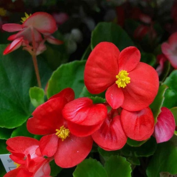 Skalka F1 (50 seminte) Begonia semperflorens hybrid flori rosii, rezistente, Sekluva - Img 3