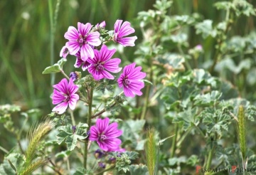 Slaz Dziki - Nalba Salbatica (1 gr) seminte planta melifera perena Malva sylvestris, flori roz-violet, Toraf - Img 4