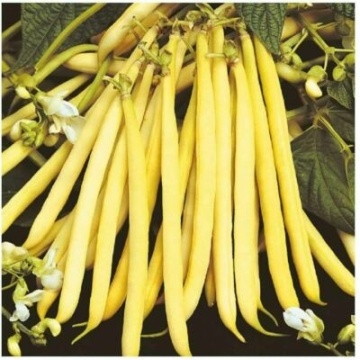 Tara (40 gr) seminte fasole pitica semi-tardiva, pastai galbene cilindrice, extrem de productiva, Sekluva
