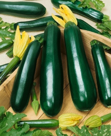 Terminator F1 (9 seminte) dovlecei zucchini verde inchis, hibrid ceh timpuriu, Seklos