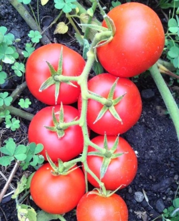 Tica BIO (10 seminte) tomate rotund-plate foarte ferme, recoltare in ciorchini, ReinSaat