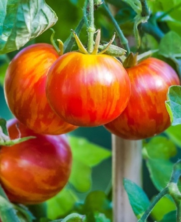 Tigerella (60 seminte) tomate striate cu dungi portocalii, gust placut, Mascarell - Img 4