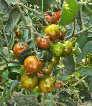 Tigrato F1 (PO9399 F1) (100 seminte) rosii cherry maro-ciocolatii, semitimpurii nedeterminate, La Semiorto Sementi