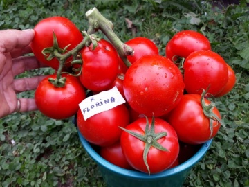Tomate Florina (120 seminte) de rosii romanesti cu crestere determinata, Agrosem Seed - Img 3