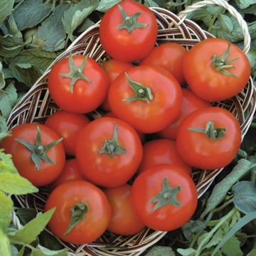 Topsport F1 (20 seminte) tomate hibrid timpuriu determinat, fructe rotunde, Kertimag - Img 1