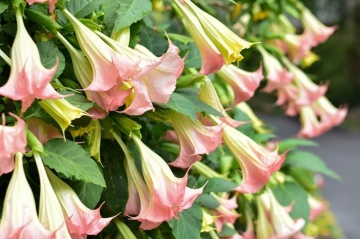 Trompeta Ingerilor roz (10 seminte) Angel's Trumpet Pink - Brugmansia suaveolens, flori mari roz parfumate, inflorire abundenta, Saflax - Img 5