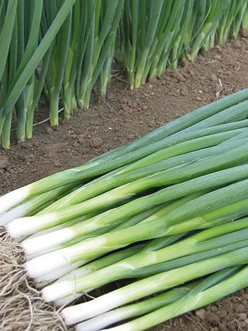 Tycoon F1 (10.000 seminte) de ceapa verde pentru legatura, sistem radicular foarte puternic, frunze lungi de culoare verde inchis, Takii Seeds - Img 2