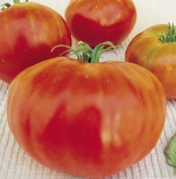 Valenciano Gordal Plus (60 seminte) rosii mari, foarte aromate, carnoase, suculente, Mascarell
