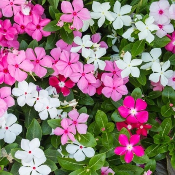 Vinca (90 seminte) Vinca Mix - Catharanthus roseus, flori mici albe, roz, rosii, Florian - Img 3