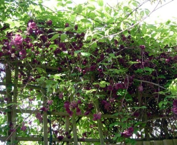 Vita de Ciocolata (10 seminte) Chocolate Wine - Akebia quinata, planta cataratoare, flori cu parfum de cacao, fructe comestibile, dulci, Saflax - Img 4