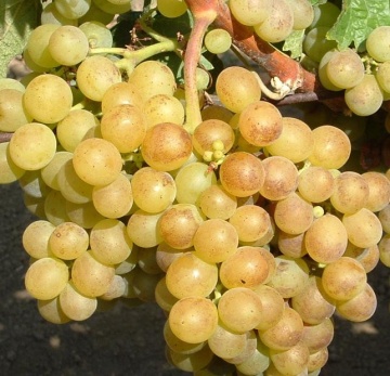 Vita de vie Grasa de Cotnari, butas de vita de vie soi romanesc din Transilvania, cu struguri galben-verzui si gust caracteristic, regasit si in vin, Yurta - Img 1