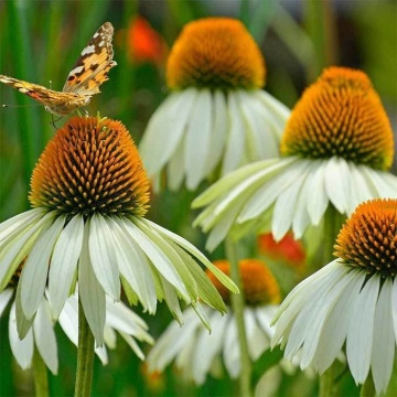 White Swan (0.2 gr) seminte Echinacea purpurea, flori albe cu centrul maroniu, proprietati medicinale, Toraf - Img 4