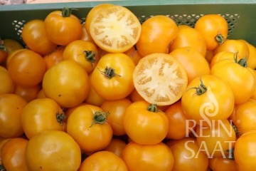 Yellow Donut BIO (35 seminte) tomate galbene determinate, mari, foarte gustoase, ReinSaat - Img 3
