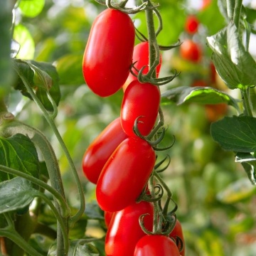 Zuccherino F1 (5 seminte) rosii cherry crestere nedeterminata, timpurietate buna, fructe alungite culoare rosu aprins, foarte dulci, Kertimag - Img 3