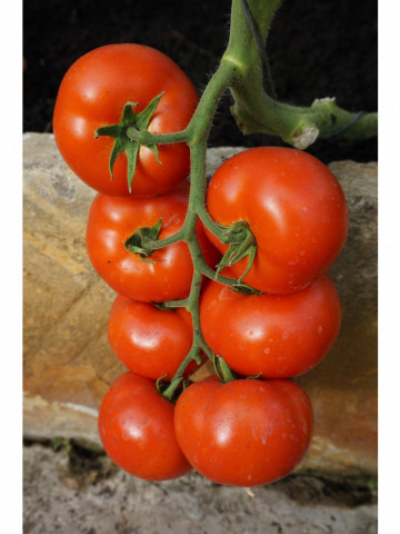 Abellus F1 (10 seminte) tomate cu crestere nedeterminata de tip generativ, Rijk Zwaan - Img 3