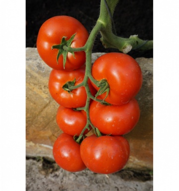 Abellus F1 (10 seminte) tomate timpurii cu crestere nedeterminata, Seklos - Img 3