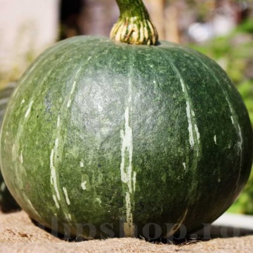 Ambar (5 gr) dovleac de culoare verde inchis, sferic aplatizat, miez galben-portocaliu, PlantiCo - Img 1