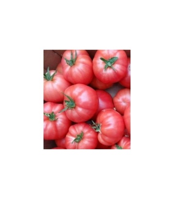 Aphen F1 (1000 seminte) tomate Roz Hibrid Nedeterminat Extratimpuriu, Clause - Img 2