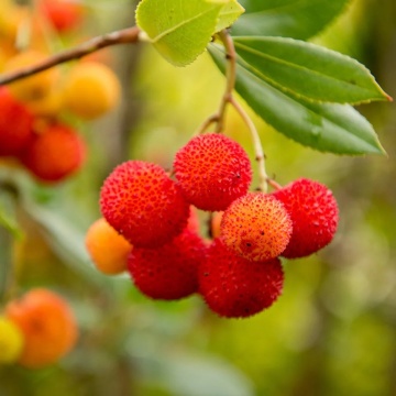 Arbore de Capsuni (50 seminte) Strawberry Tree - Arbutus unedo, flori albe frumoase, fructe foarte gustoase, Saflax - Img 1